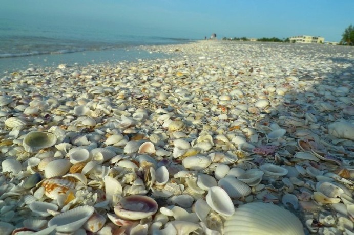 Bãi biển vỏ sò ở Úc