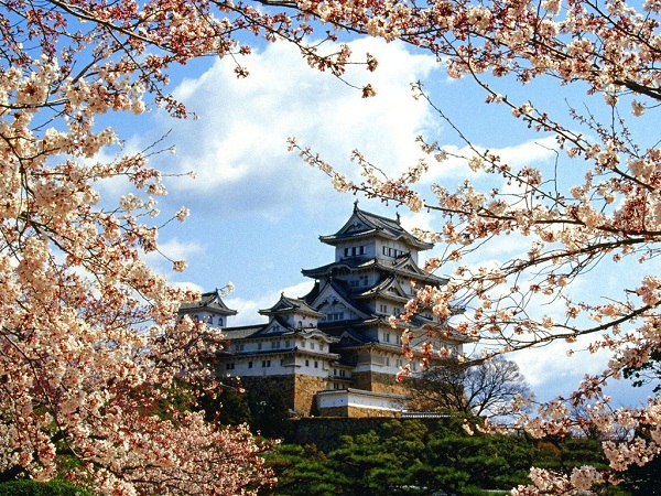 Sắc hoa anh đào bên lâu đài Osaka