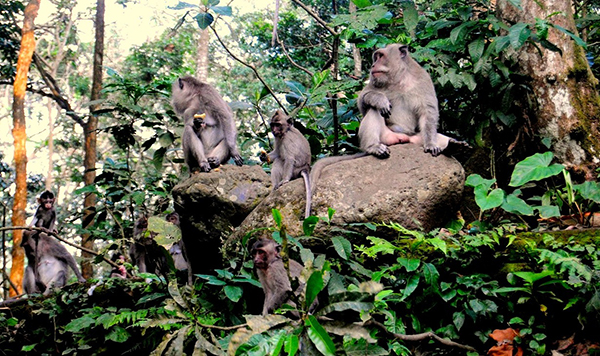 rừng khỉ ubud1