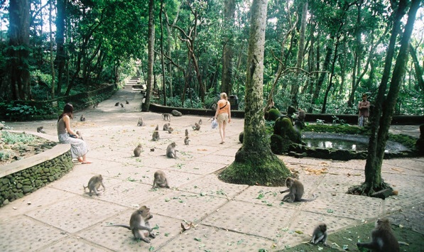 rừng khỉ ubud3