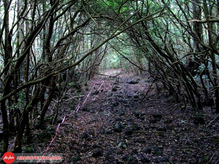 Khu rừng tự sát Aokigahara dày đặc cây cối